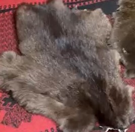 Фото Шкурка бобра выделанная большая