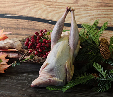 Фазан вольерный 0,6-0,8кг 