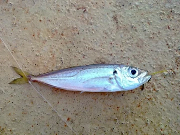 Фото Ставридка черноморская 8-10