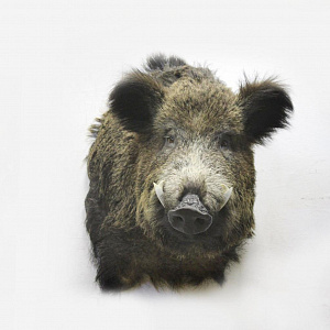 Превью Голова большого кабана