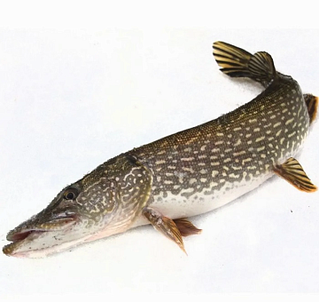 Фото Щука свежемороженная непотрошеная 0,7-1кг