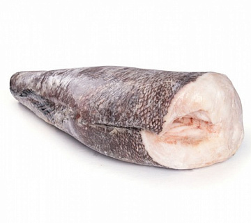 Фото Клыкач (чилийский сибас)