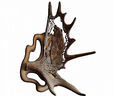 Рог лося с медведем