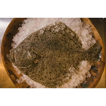 Фото Камбала Калкан свежемороженная 1,5-3 кг