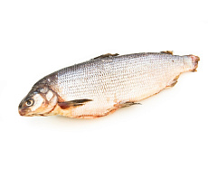 Чир свежемороженый 2-3кг