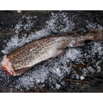 Фото Треска Мурманская потрошеная без головы 0.5-1.5 кг