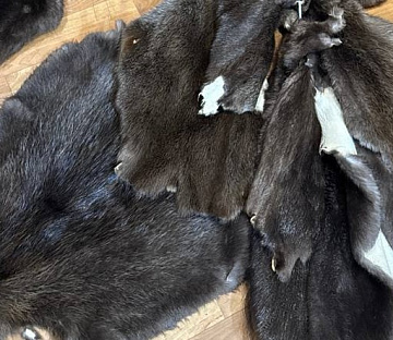 Фото Шкурка бобра выделанная малая