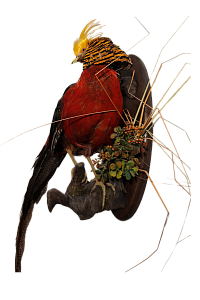 Превью Золотой фазан на медальоне