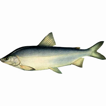 Фото Муксун свежемороженый (1,8-2,2 кг) Вылов 2025г