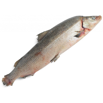 Фото Муксун свежемороженый 3+